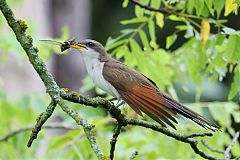 Yellow-billed Cuckoo